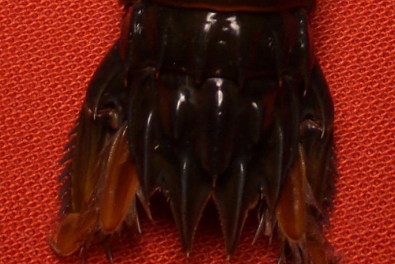 gonodactylus smithii T.F.C. telson.bmp